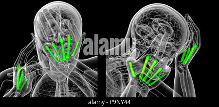 3D-Rendering von metacarpal Stockfoto