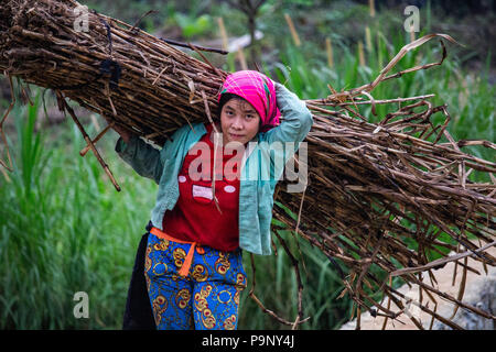 Ha Giang, Vietnam - 17. März 2018: Weibliche Landarbeiter Transport von Holz in einer abgelegenen Gegend von Nord Vietnam Stockfoto