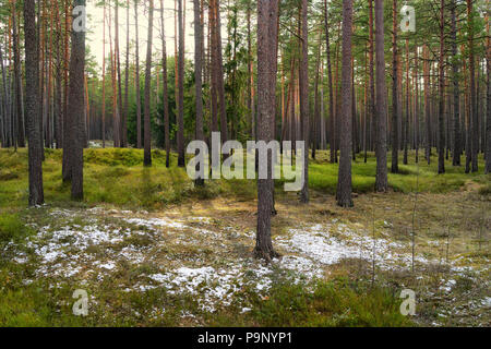 Pinien im Park mit grünem Gras und die Inseln der Schnee im Frühjahr an einem sonnigen Tag. Lettland. Ostsee Stockfoto