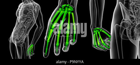 3D-Rendering medizinische Illustration der Finger Knochen Stockfoto