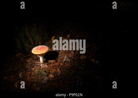 Eine einzelne Fly Agaric Fliegenpilz, Amanita muscaria, im New Forest in Hampshire England UK GB wächst Stockfoto