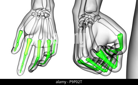 3D-Rendering medizinische Illustration der Finger Knochen Stockfoto