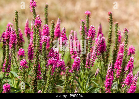 Veronica spicata „Red Fox“ blüht Stockfoto