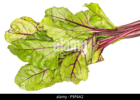 Zuckerrüben Grüns flatlay auf weißem Hintergrund Draufsicht frische grüne Blätter isoliert Stockfoto