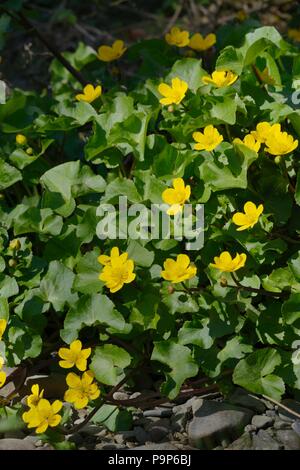 Oder Kingcup Caltha palustris, Sumpfdotterblume, Wales, UK. Stockfoto