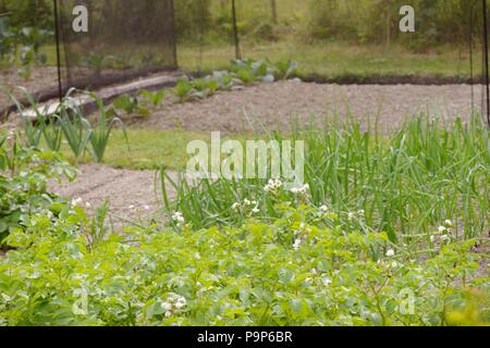 Kartoffeln, Zwiebeln, Lauch und geschützten Kohlarten wächst in einem Gemüsegarten, Wales, UK. Stockfoto