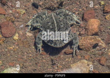 Woodhouse die Kröte (Anaxyrus woodhousii) von Jefferson County, Colorado, USA. Stockfoto