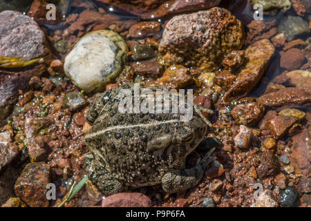 Woodhouse die Kröte (Anaxyrus woodhousii) von Jefferson County, Colorado, USA. Stockfoto