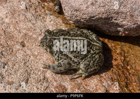 Woodhouse die Kröte (Anaxyrus woodhousii) von Jefferson County, Colorado, USA. Stockfoto