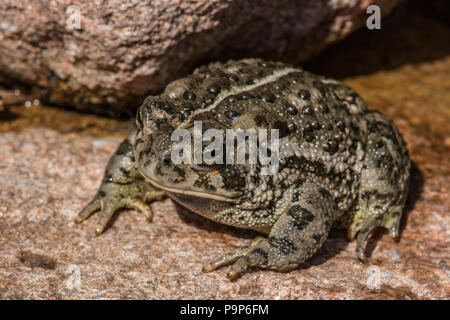 Woodhouse die Kröte (Anaxyrus woodhousii) von Jefferson County, Colorado, USA. Stockfoto