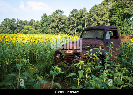 Eine rostige alte Arbeitspferd in einem Lkw sitzen mitten in einem Feld mit Sonnenblumen Stockfoto