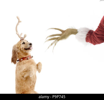 Max und der Grinch Stockfoto