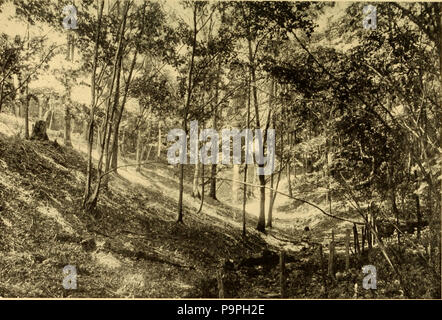 205 Vogel Paradies; eine intime berücksichtigt eine lebenslange Freundschaft mit Vogel Gemeindemitglieder (1914) (20374965872) Stockfoto