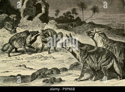 244 Brehms Streifenhyänen Stockfoto