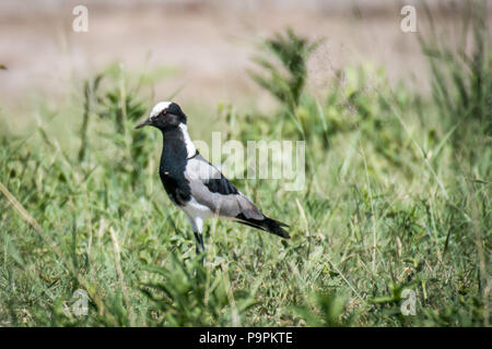 Ein Schmied Kiebitz steht im Grasland der Hwange National Park. Hwange, Simbabwe Stockfoto