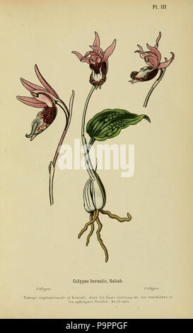 110 Album des orchidées de l'Europe centrale et septentrionale BHL 15446349 Stockfoto