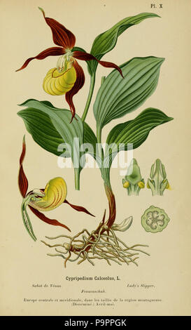 110 Album des orchidées de l'Europe centrale et septentrionale BHL 15446363 Stockfoto