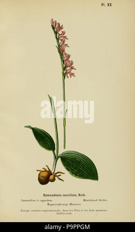 110 Album des orchidées de l'Europe centrale et septentrionale BHL 15446383 Stockfoto