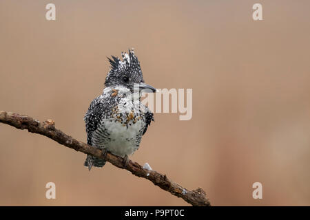 Crested Eisvogel an einem kalten Wintermorgen in der Provinz Henan in China. Stockfoto