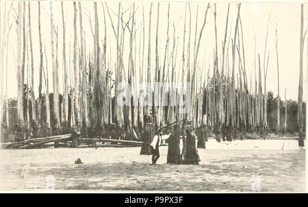 127 Eine ökologische Studie von Wiese und Wald Wirbellose (1915) (20958849299) Stockfoto