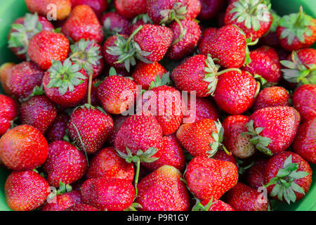 Hintergrund aus frisch geernteten Erdbeeren, direkt oberhalb. Stockfoto