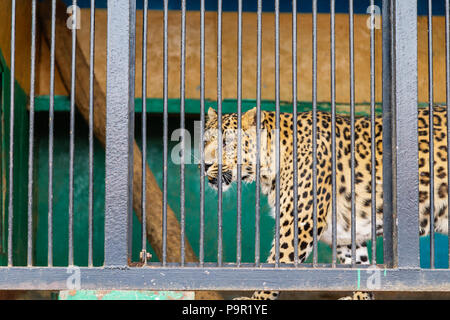 Traurige cheetah Suchen aus dem Käfig. Gepard im Käfig Stockfoto