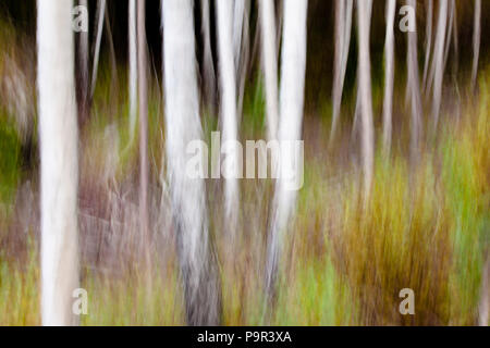 Birken Abstracts, in der Nähe vom See Vansjø, Østfold, Norwegen. Stockfoto