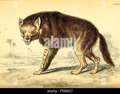 171 Azara braune Hyäne Stockfoto