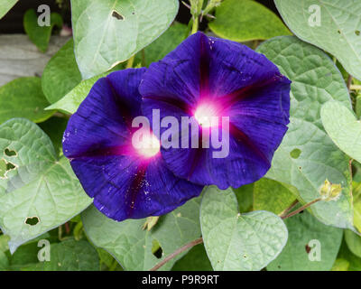 Nahaufnahme der tiefen blauen Blüten von Morning glory Grandpa Ott Stockfoto