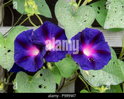 Nahaufnahme der tiefen blauen Blüten von Morning glory Grandpa Ott Stockfoto