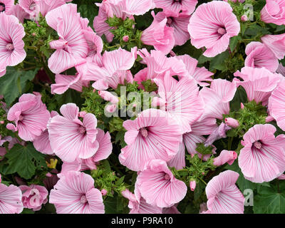 Eine Gruppe der großen, rosa Blüten von lavatera Silver Cup Stockfoto