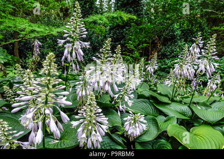 Blühende Hostas, große Blätter und robuste Arten eignen sich für die schattige Gartengrenze, Gartenszene, den Rand eines Waldes Hosta Blue Mammoth Stockfoto