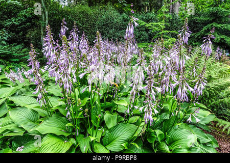 Mehrjährige Pflanze Hostas, große Blätter und robuste Arten eignen sich für den schattigen Teil der Gartengrenze, Hosta 'Tall Boy' Stockfoto