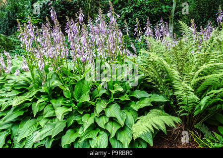 Blühende Hostas Matteuccia struthiopteris, Strauß, Farn, Federball Farn. Grosse Blätter und robuste Art sind geeignet für den schattierten Teil des Gartens Stockfoto