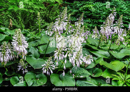 Blühende Hostas, große Blätter und robuste Arten eignen sich für den schattigen Teil des Gartens Hosta Blue Mammoth Stockfoto