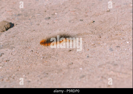 Flauschige die Raupe im Sand, die Raupe der Motte auf dem Boden Stockfoto