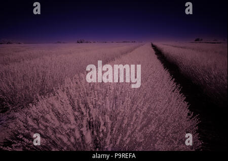 Infrarot Landschaft von Kent Lavendel Felder an der Wellenlänge 720nm mit falschen Farben und hoher Reflexionsgrad von Wärme aus Blätter als hellere Töne Stockfoto