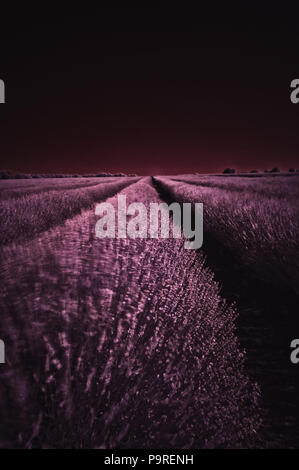 Infrarot Landschaft von Kent Lavendel Felder an der Wellenlänge 720nm mit falschen Farben und hoher Reflexionsgrad von Wärme aus Blätter als hellere Töne Stockfoto