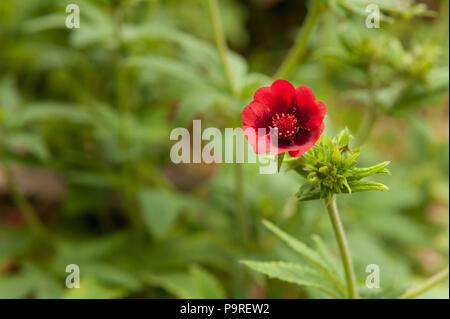 Tiefe schöne rote Blumen zu einem selbst gesät Cannabispflanze von Vogelfutter? Vernichtet zu werden als Illegale in Großbritannien zu wachsen Stockfoto