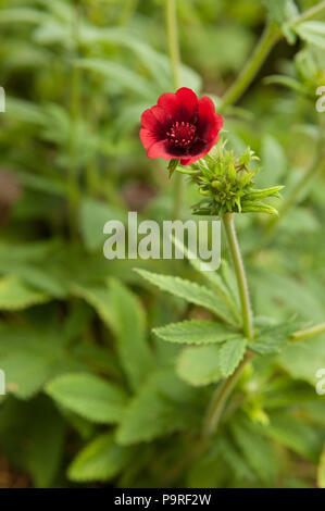 Tiefe schöne rote Blumen zu einem selbst gesät Cannabispflanze von Vogelfutter? Vernichtet zu werden als Illegale in Großbritannien zu wachsen Stockfoto