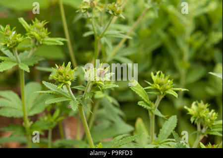 Tiefe schöne rote Blumen zu einem selbst gesät Cannabispflanze von Vogelfutter? Vernichtet zu werden als Illegale in Großbritannien zu wachsen Stockfoto
