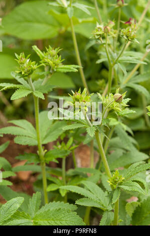 Tiefe schöne rote Blumen zu einem selbst gesät Cannabispflanze von Vogelfutter? Vernichtet zu werden als Illegale in Großbritannien zu wachsen Stockfoto
