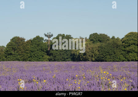 Telekommunikation mast gemischt und gebildet, um wie ein immergrüner Baum gegen eine Breitblättrige woodland Skyline, sympathisch Design blending Umgebung Stockfoto