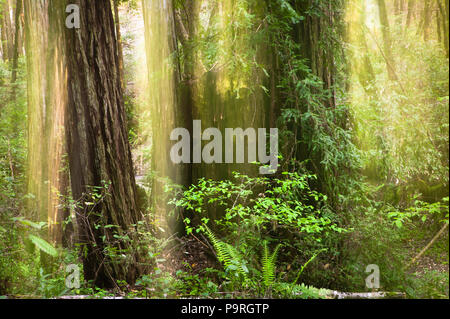 Redwood Forest Abstraktionen, Fall Creek, Kalifornien, USA. Stockfoto