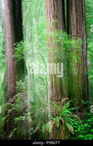 Redwood Forest Abstraktionen, Fall Creek, Kalifornien, USA. Stockfoto