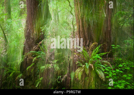 Redwood Forest Abstraktionen, Fall Creek, Kalifornien, USA. Stockfoto