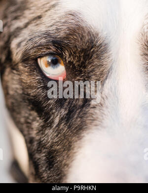 Nahaufnahme des linken Auges eine der Austrailian Terrier geradeaus auf der Suche Stockfoto