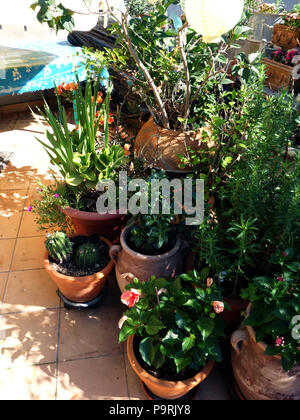 Terrasse Pflanzmaschinen mit Blumen wachsen auf der Terrasse eines französischen Stadthaus in Magalas, Languedoc in Südfrankreich Stockfoto