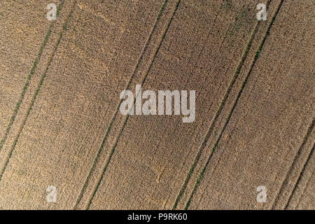 Luftaufnahme von Weizenfeld und Tracks vom Traktor. Schönen landwirtschaftlichen Textur oder Hintergrund der Sommer Landwirtschaft Landschaft. Weizen Farm von abov Stockfoto
