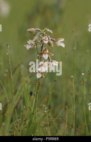 Epipactis Palustris (Sumpf-Helleborine) Stockfoto